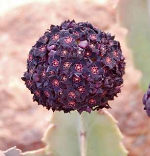 A Scientific View of Caralluma Fimbriata