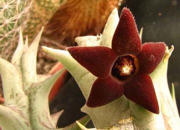 Caralluma Fimbriata: An Ancient Secret for Toning Muscles and Burning Fat